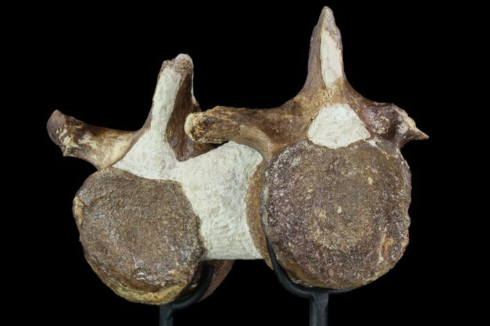Pair of Fossil Plesiosaur Vertebrae With Stand - Goulmima, Morocco #89804